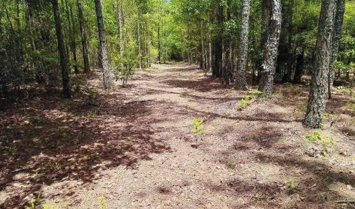 Photo #5 of 3435 Highway 430, Nichols, SC 3.1 acres