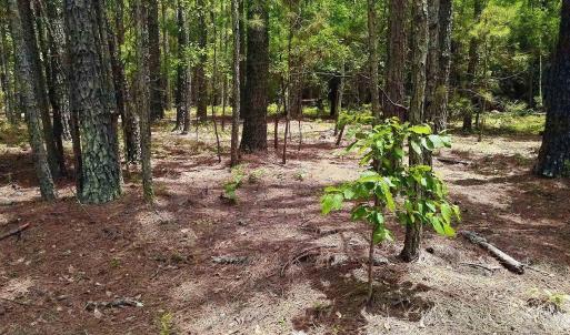 Photo #9 of 3435 Highway 430, Nichols, SC 3.1 acres