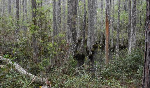Photo #11 of 425 Kent Rd., Georgetown, SC 72.0 acres