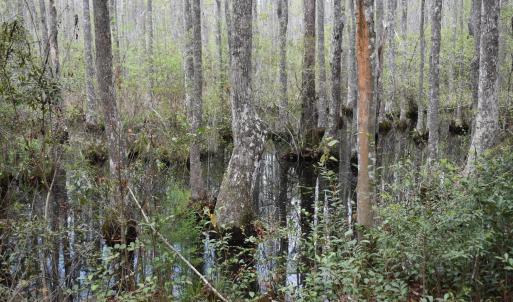Photo #10 of 425 Kent Rd., Georgetown, SC 72.0 acres