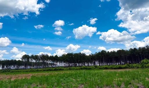 Photo #11 of TBD Hwy 9, Marion, SC 267.5 acres