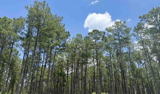 Photo #8 of TBD Hwy 9, Marion, SC 267.5 acres