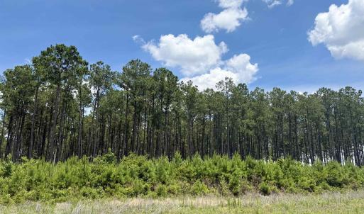 Photo #4 of TBD Hwy 9, Marion, SC 267.5 acres