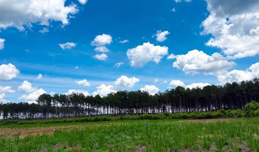Photo #11 of TBD Hwy 9, Marion, SC 267.5 acres