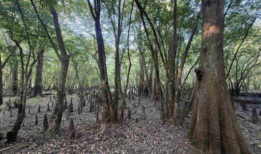 Photo #11 of 0.80 Acres-TBD Cantley Landing Rd., Andrews, SC 0.8 acres