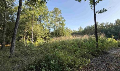 Photo #8 of 0.80 Acres-TBD Cantley Landing Rd., Andrews, SC 0.8 acres