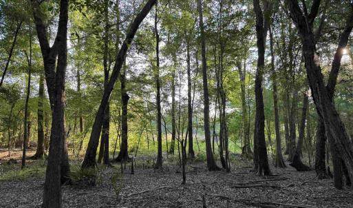 Photo #9 of 0.80 Acres-TBD Cantley Landing Rd., Andrews, SC 0.8 acres