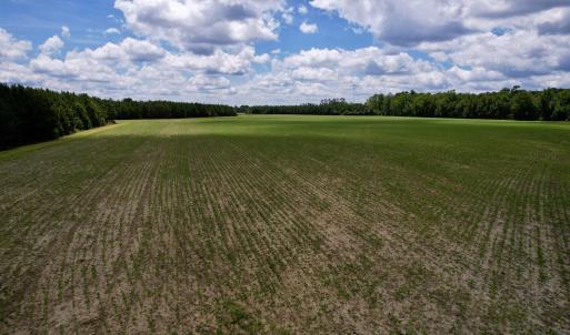 Photo #15 of 83.03 Acres - Birch Creek Rd., Andrews, SC 83.0 acres