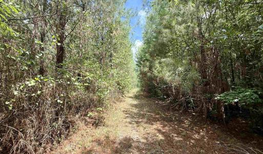 Photo #22 of 83.03 Acres - Birch Creek Rd., Andrews, SC 83.0 acres
