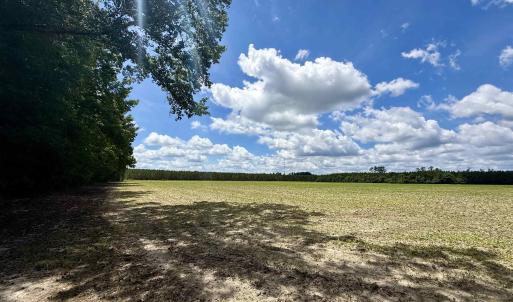 Photo #23 of 83.03 Acres - Birch Creek Rd., Andrews, SC 83.0 acres