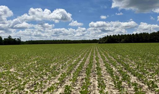 Photo #19 of 83.03 Acres - Birch Creek Rd., Andrews, SC 83.0 acres