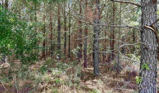 Photo #18 of 83.03 Acres - Birch Creek Rd., Andrews, SC 83.0 acres
