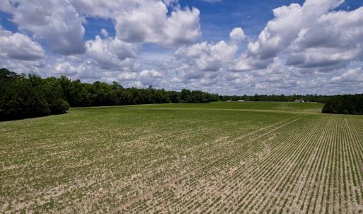 Photo #12 of 83.03 Acres - Birch Creek Rd., Andrews, SC 83.0 acres