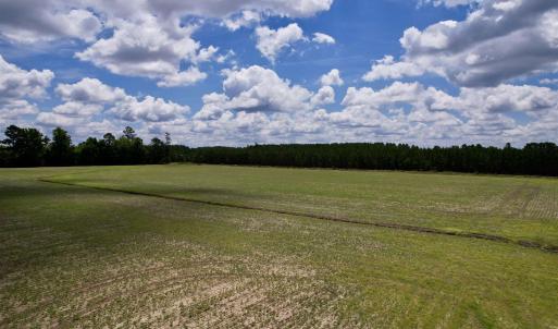 Photo #7 of 83.03 Acres - Birch Creek Rd., Andrews, SC 83.0 acres