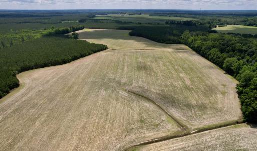Photo #5 of 83.03 Acres - Birch Creek Rd., Andrews, SC 83.0 acres