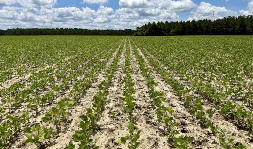 Photo #20 of 83.03 Acres - Birch Creek Rd., Andrews, SC 83.0 acres