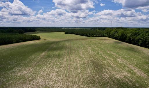 Photo #16 of 83.03 Acres - Birch Creek Rd., Andrews, SC 83.0 acres
