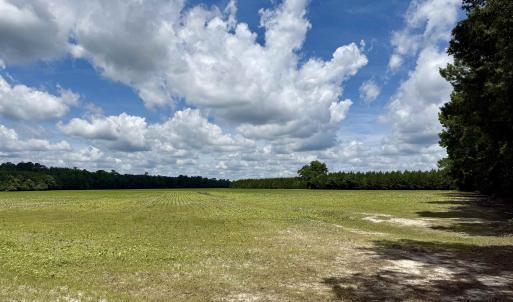 Photo #24 of 83.03 Acres - Birch Creek Rd., Andrews, SC 83.0 acres