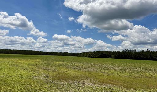 Photo #21 of 83.03 Acres - Birch Creek Rd., Andrews, SC 83.0 acres