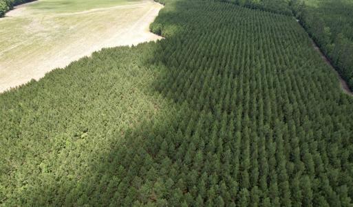 Photo #13 of 83.03 Acres - Birch Creek Rd., Andrews, SC 83.0 acres
