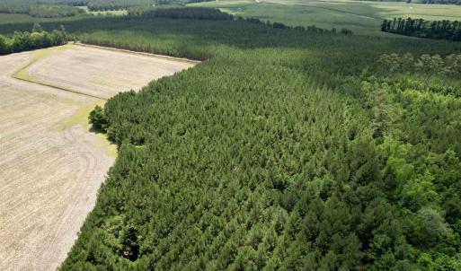 Photo #8 of 83.03 Acres - Birch Creek Rd., Andrews, SC 83.0 acres