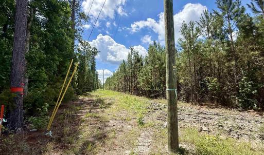 Photo #17 of 83.03 Acres - Birch Creek Rd., Andrews, SC 83.0 acres