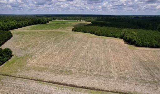Photo #10 of 83.03 Acres - Birch Creek Rd., Andrews, SC 83.0 acres