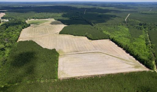 Photo #11 of 83.03 Acres - Birch Creek Rd., Andrews, SC 83.0 acres