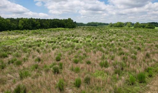 Photo #24 of Powell Rd., Green Sea, SC 69.0 acres