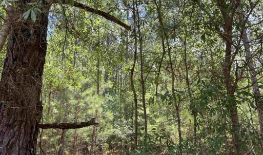 Photo #3 of TBD Ervin Road Ervin Rd., Andrews, SC 1.3 acres