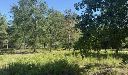 Photo #4 of 491 Crow Ln., Pageland, SC 60.0 acres