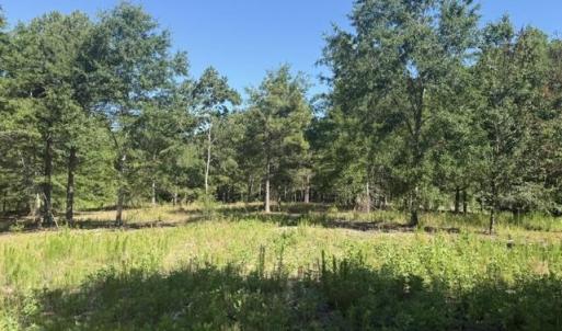 Photo #5 of 491 Crow Burk Rd, Pageland, SC 60.0 acres
