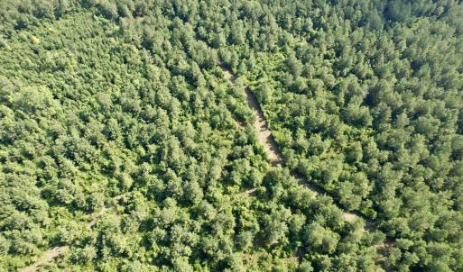 Photo #12 of 101.49 Acres - Epps Rd., New Zion, SC 101.5 acres