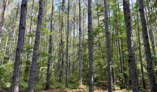 Photo #3 of 101.49 Acres - Epps Rd., New Zion, SC 101.5 acres