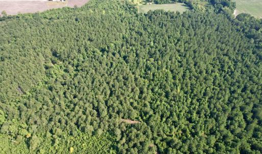 Photo #16 of 101.49 Acres - Epps Rd., New Zion, SC 101.5 acres