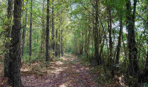 Photo #6 of 101.49 Acres - Epps Rd., New Zion, SC 101.5 acres