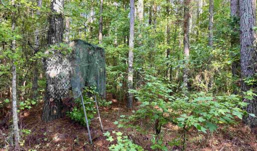Photo #5 of 101.49 Acres - Epps Rd., New Zion, SC 101.5 acres