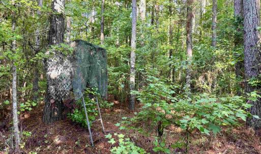 Photo #5 of 101.49 Acres - Epps Rd., New Zion, SC 101.5 acres