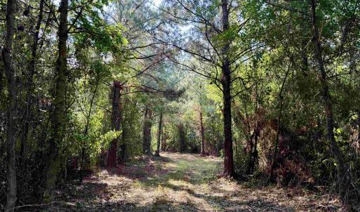 Photo #7 of 101.49 Acres - Epps Rd., New Zion, SC 101.5 acres