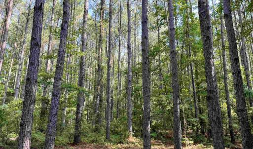 Photo #3 of 101.49 Acres - Epps Rd., New Zion, SC 101.5 acres