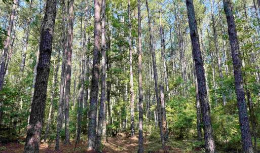 Photo #2 of 101.49 Acres - Epps Rd., New Zion, SC 101.5 acres