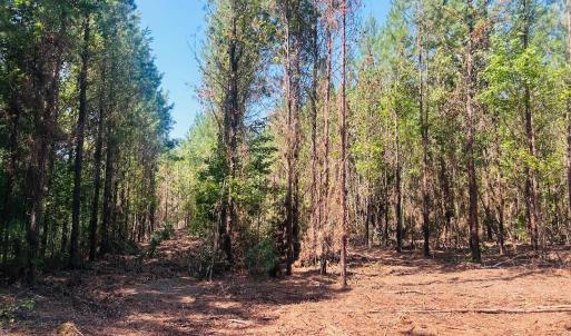 Photo #5 of 18.3 Acres - Turkey Ln, Kingstree, SC 18.3 acres