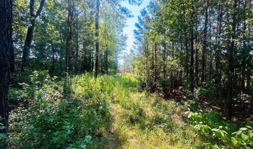 Photo #3 of 18.3 Acres - Turkey Ln, Kingstree, SC 18.3 acres