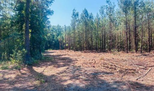 Photo #4 of 18.3 Acres - Turkey Ln, Kingstree, SC 18.3 acres