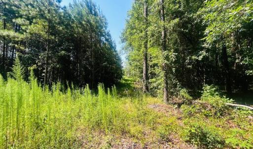 Photo #7 of 18.3 Acres - Turkey Ln, Kingstree, SC 18.3 acres