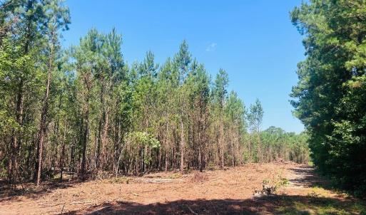 Photo #6 of 18.3 Acres - Turkey Ln, Kingstree, SC 18.3 acres