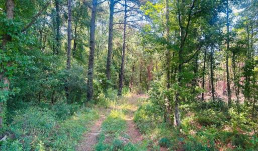 Photo #2 of 18.3 Acres - Turkey Ln, Kingstree, SC 18.3 acres