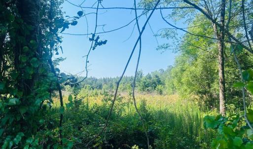 Photo #8 of 18.3 Acres - Turkey Ln, Kingstree, SC 18.3 acres