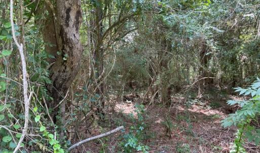 Photo #5 of TBD Cow Head Rd., Hemingway, SC 1.8 acres