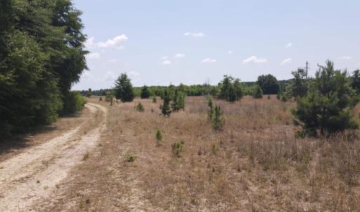 Photo #15 of 25.10 Acres - Society Hill Rd, Darlington, SC 25.1 acres